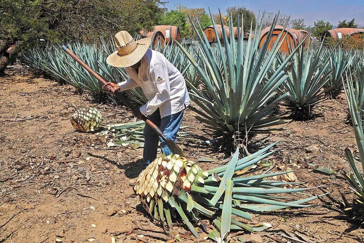 Explora la Esencia de Los Altos de Jalisco a Través de la Ruta del Tequila